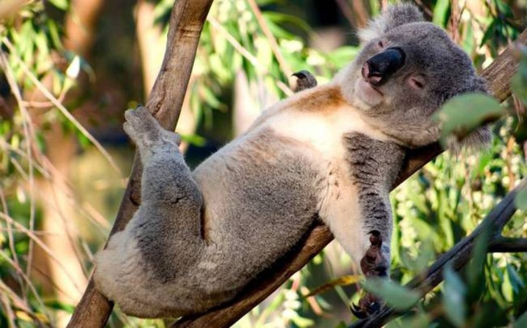 Έτσι θα κοιμηθείτε σε μόλις 60… δευτερόλεπτα! (video)