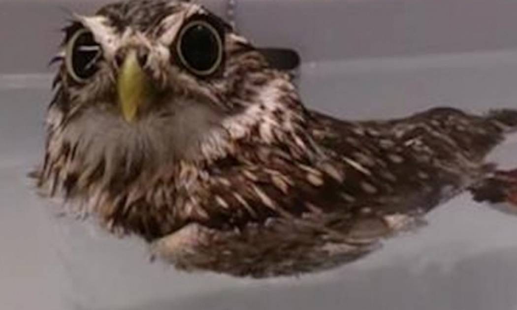 Αυτή η μικρή κουκουβάγια απολαμβάνει το μπάνιο της και ξετρελαίνει το διαδίκτυο!