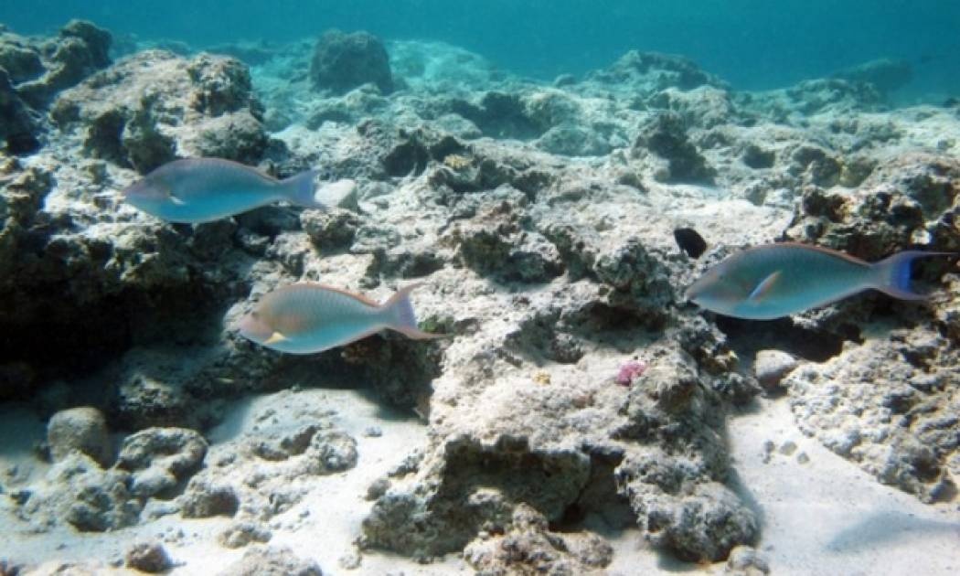 Θαλάσσια τσιμπήματα: Τι πρέπει να προσέχετε και πώς θα τα αντιμετωπίσετε