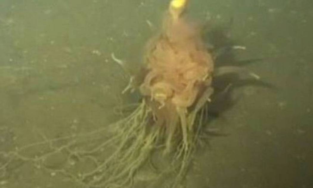 Δείτε το «ιπτάμενο τέρας… σπαγγέτι» που ανακάλυψαν στα βάθη του Ατλαντικού! (video)