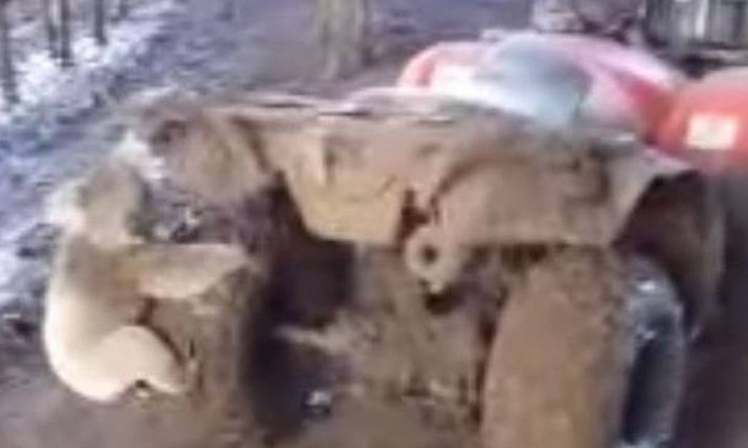 Πρωτοφανές: Κοάλα παίρνει στο κυνήγι αγρότη για να… (video)