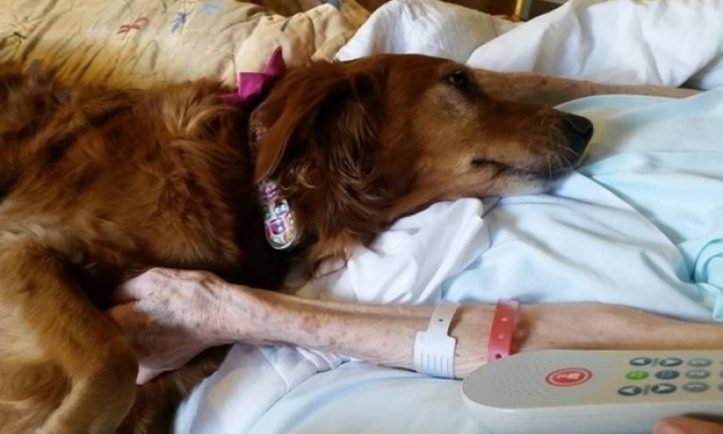 Ο σκύλος-φύλακας των ετοιμοθάνατων (βίντεο)