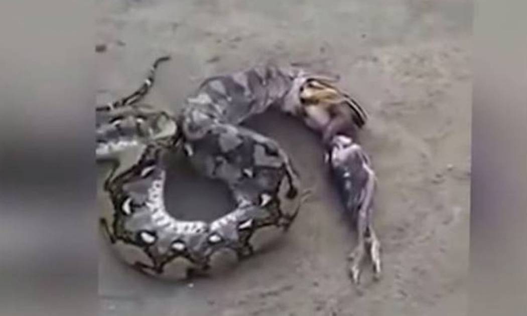 Λαίμαργο φίδι «ξέρασε» πέντε πουλιά! (video)
