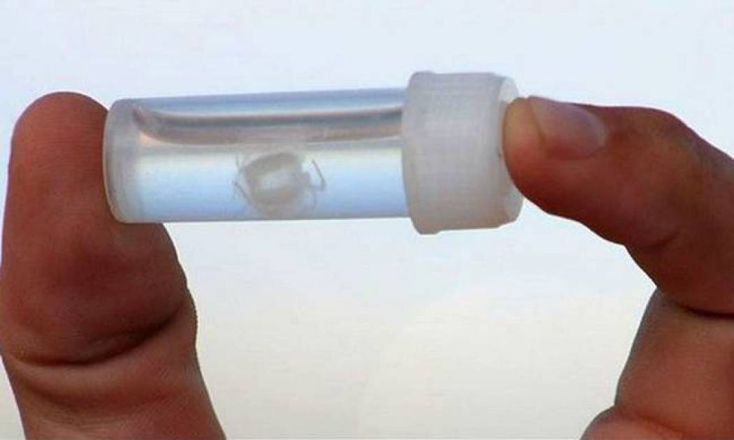 Τα δέκα πιο θανατηφόρα μικροσκοπικά πλάσματα του κόσμου (photos)