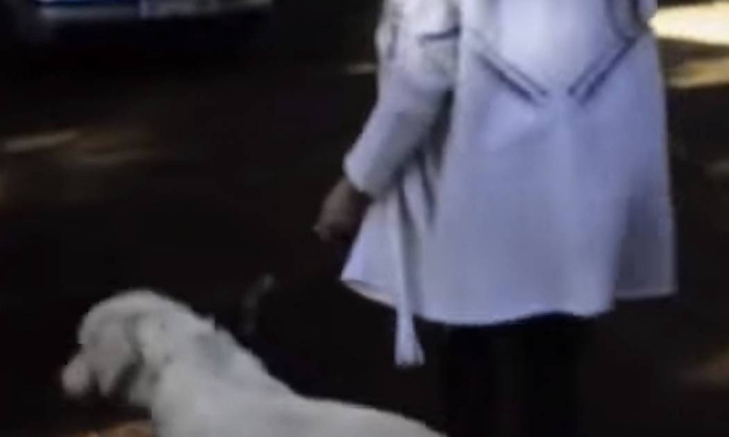 Έτσι νιώθει ένα ζώο όταν το εγκαταλείπουν (video)