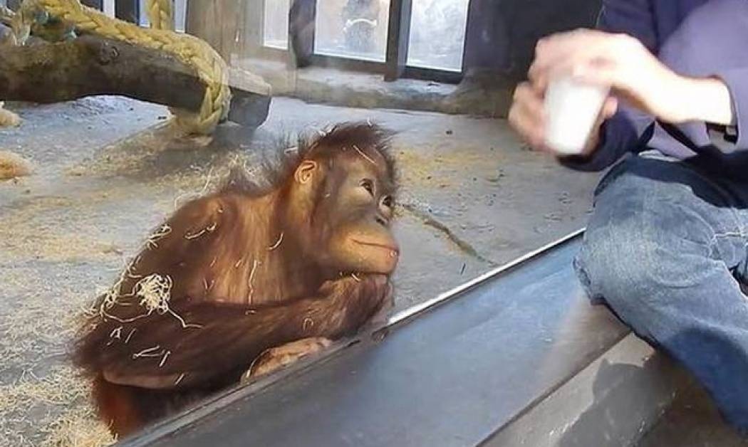 Πως αντιδρά ένας ουρακοτάγκος στα... μαγικά; (video)