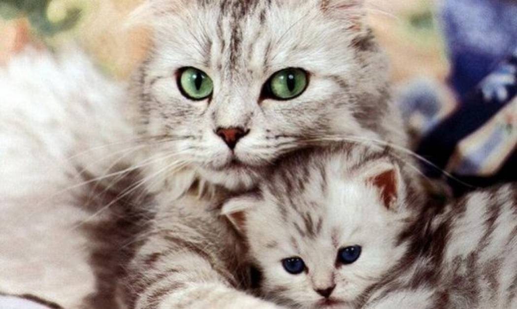 Η ιδανική διατροφή για τα γατάκια και τις ηλικιωμένες γάτες!