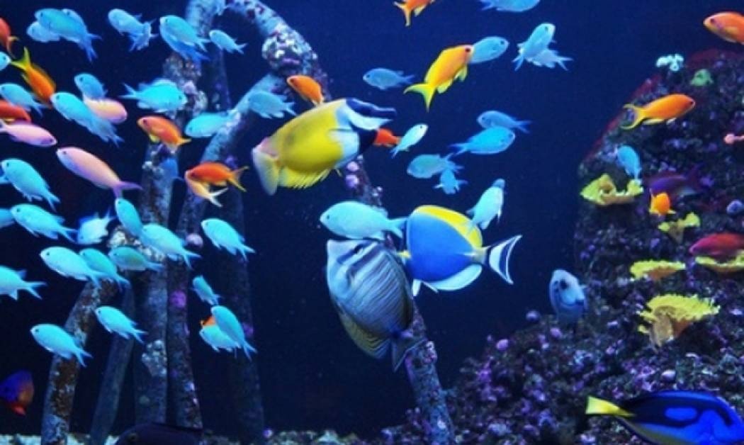 Αστρολογικό δελτίο για όλα τα ζώδια, από 23/12 έως 25/12