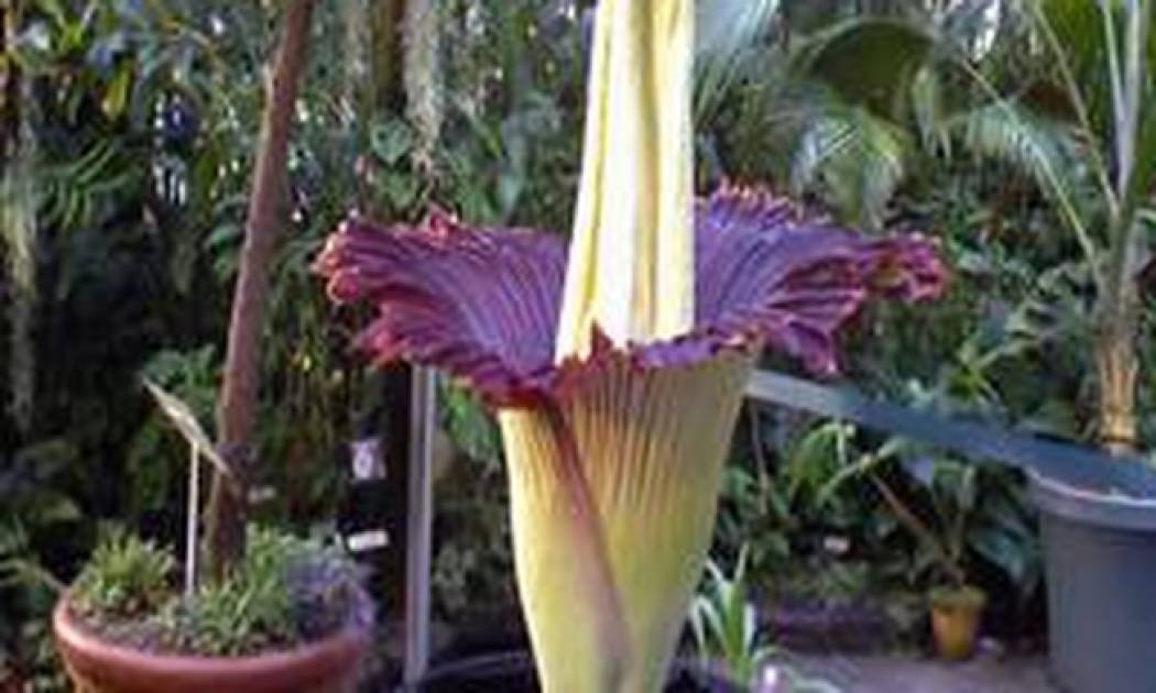 Κοσμοσυρροή για το «φυτό – πτώμα» παρά τη δυσοσμία