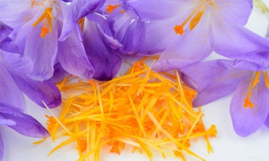 Κρόκος Κοζάνης: Μύθος ή αλήθεια, οι αφροδισιακές του ιδιότητες;