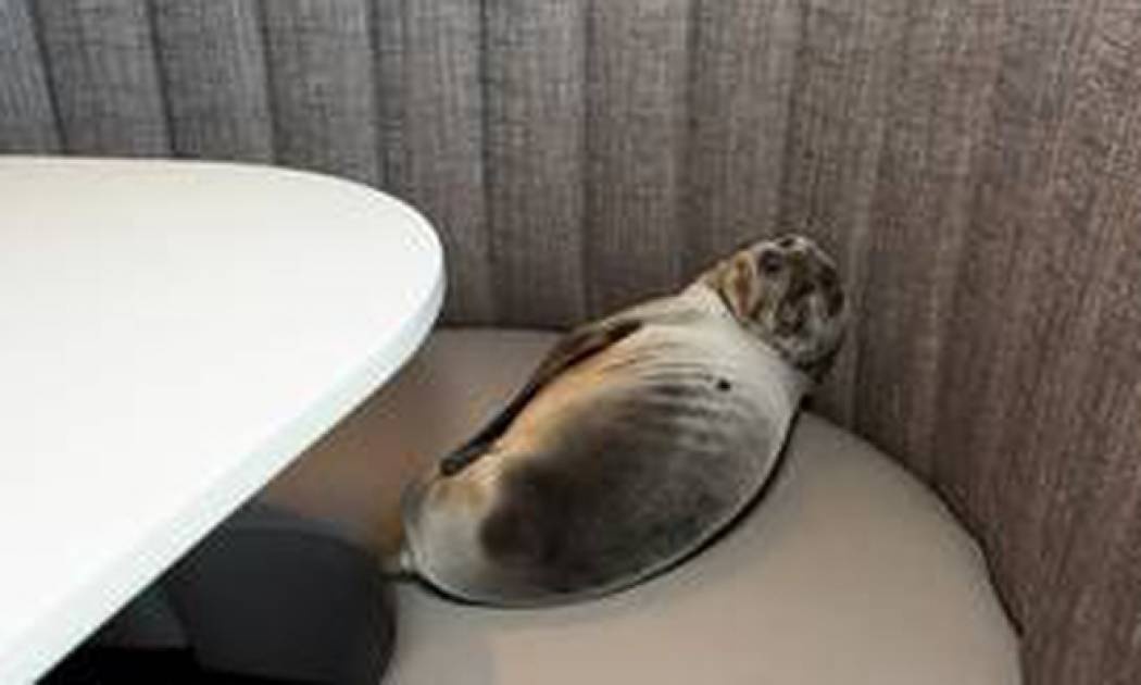 Κράτηση σε σικ εστιατόριο από... θαλάσσιο λέοντα