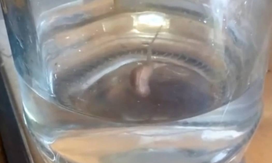 Προσοχή! Αυτό το παράξενο πλάσμα μπορεί να βγει από τη βρύση σας - Kανείς δεν ξέρει τι είναι (video)