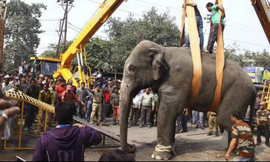 Συναγερμός σε ινδική πόλη από το σουλάτσο άγριου ελέφαντα