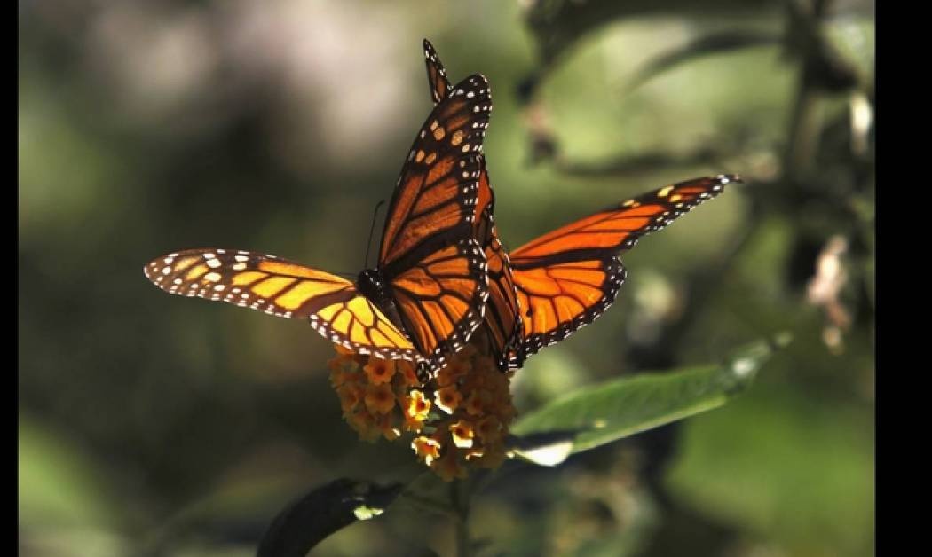 Πεταλούδα μονάρχης: Ο μετανάστης των εντόμων