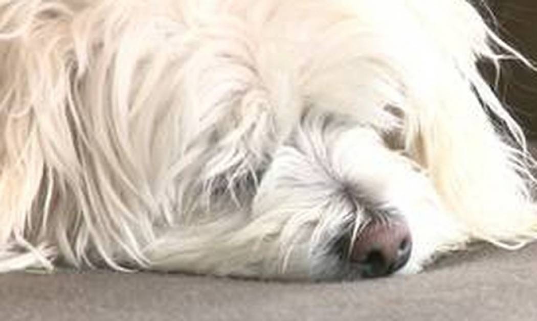 ΗΠΑ: Έτσι προστατεύουν τα σκυλιά από τα κογιότ