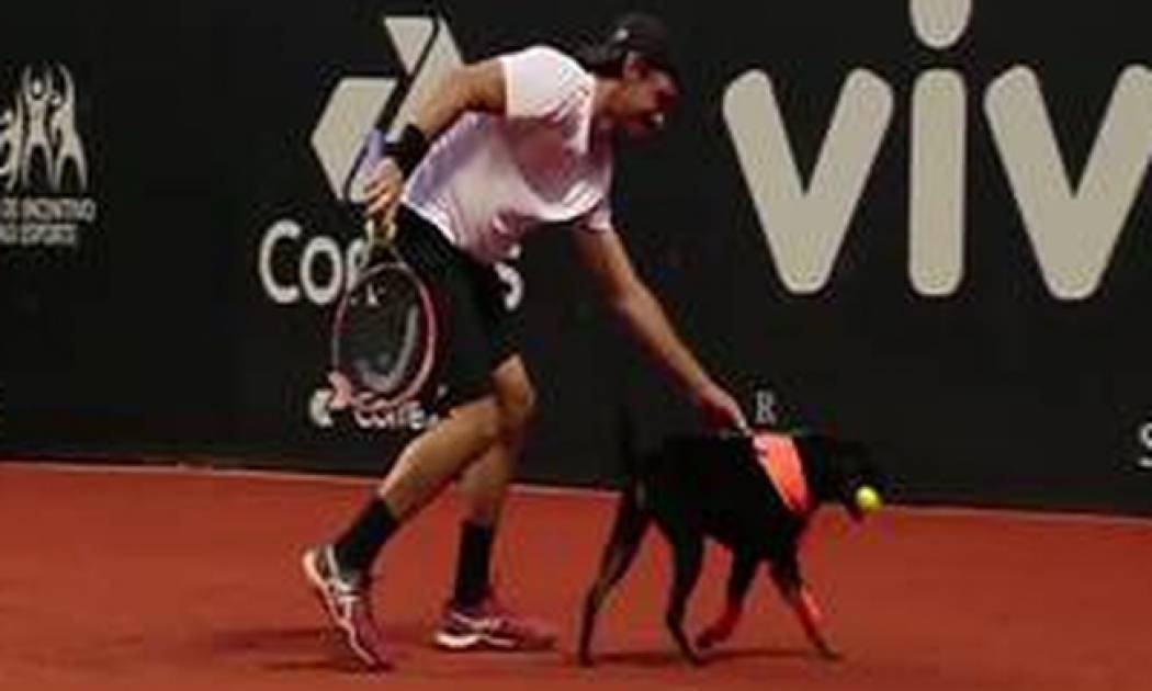 Οι τενίστες κυνηγούν τα σκυλιά που κλέβουν τις μπάλες τους