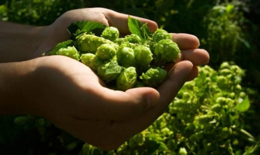 Τα μεγάλα οφέλη του λυκίσκου για την υγεία μας