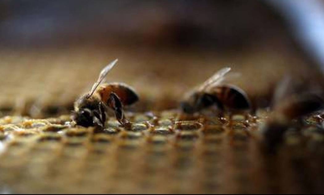 Επίθεση 20.000 μελισσών σε τέμενος της Αριζόνα