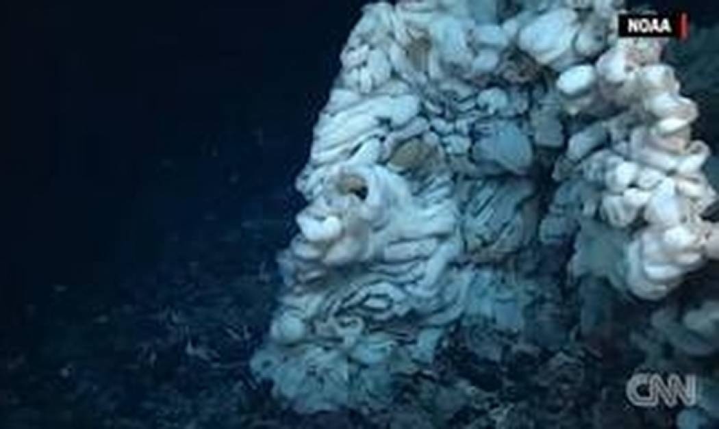 Ανακαλύφθηκε το μεγαλύτερο θαλάσσιο σφουγγάρι του κόσμου