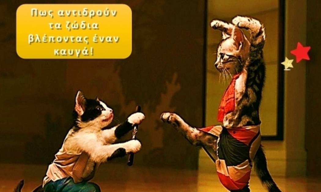 Τι κάνουν τα 12 ζώδια, όταν ξεσπάει ένας καυγάς!!!