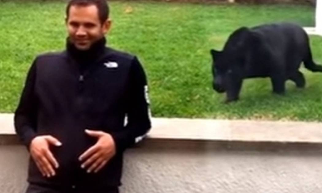 Πάνθηρας επιτίθεται σε άνθρωπο για ένα γλυκό φιλί... (vid)