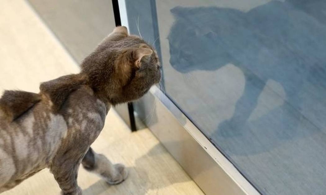 Η γάτα που κρατούσε ομήρους τους ιδιοκτήτες της