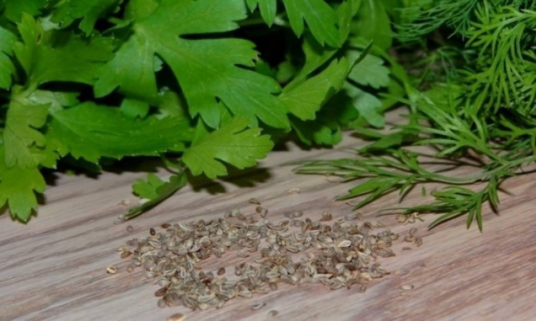 Δύο μυρωδικά με ισχυρή αντικαρκινική δράση