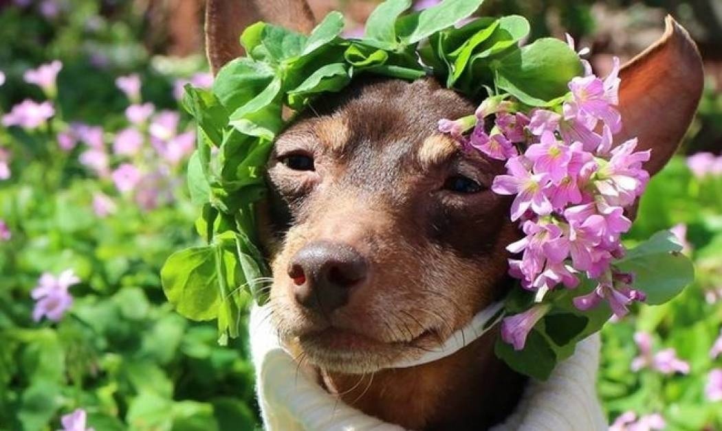 Ο σκύλος με τα πρωτότυπα συνολάκια του
