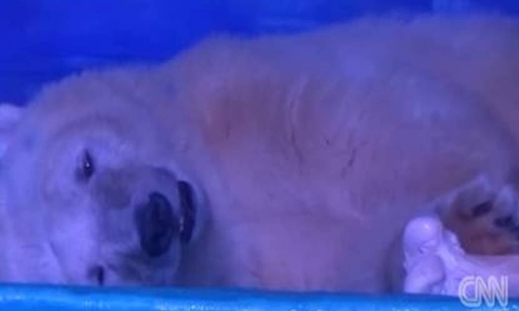 Η «πιο θλιμμένη αρκούδα του κόσμου» έχει συγκινήσει τον παγκόσμιο Ιστό