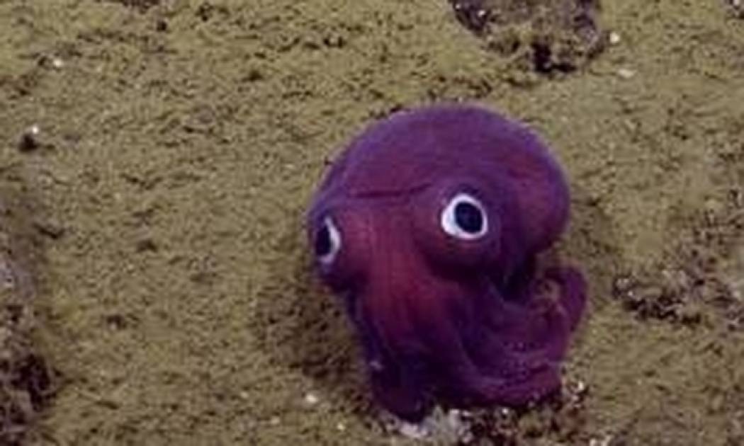 Το πιο χαριτωμένο πλάσμα του βυθού μοιάζει με χταπόδι αλλά δεν είναι