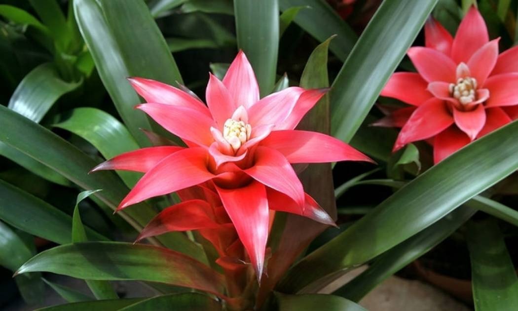 Τα 5 φυτά που φιλτράρουν τον αέρα στους εσωτερικούς χώρους