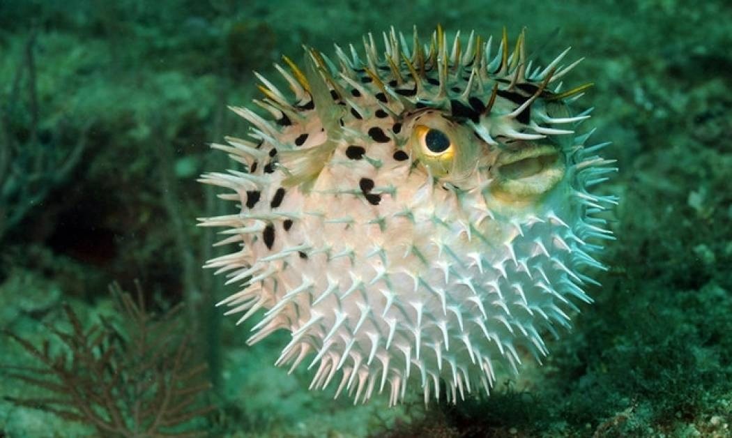 Πρήξιμο στο πρόσωπο: 6 πιθανές αιτίες και πώς θα το αντιμετωπίσετε