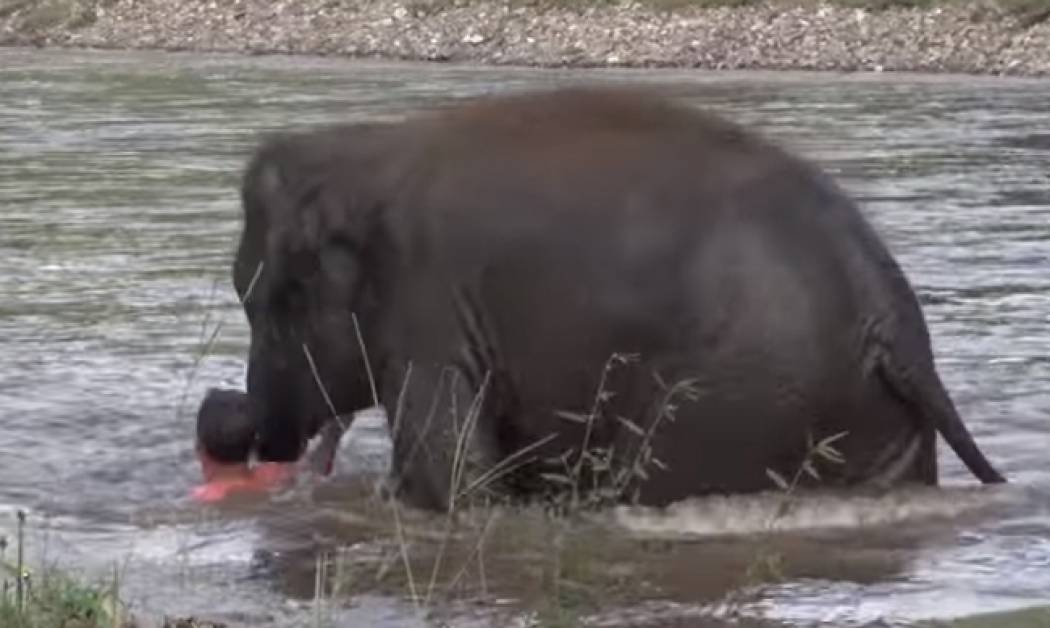 Ελεφαντάκι έσωσε τον εκπαιδευτή του από... πνιγμό (pics+vid)