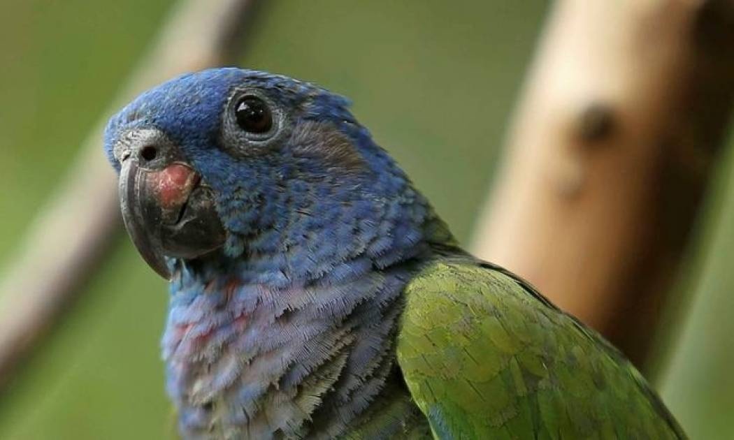 Μαρτυριάρης παπαγάλος παραλίγο να στείλει τον ιδιοκτήτη του στη φυλακή