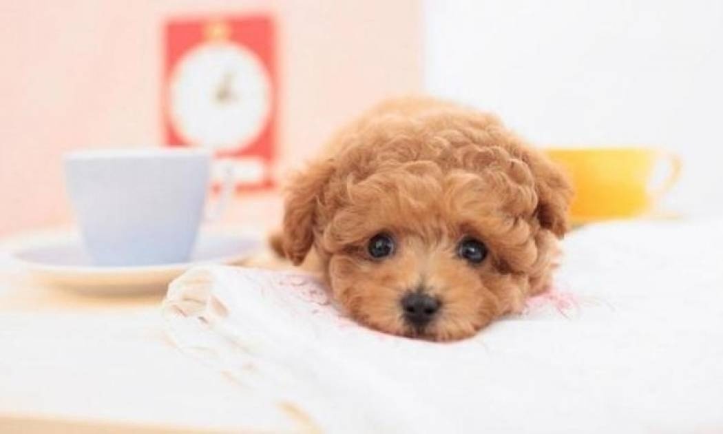 Ποιοι κίνδυνοι απειλούν το κατοικίδιό σας μέσα στο σπίτι