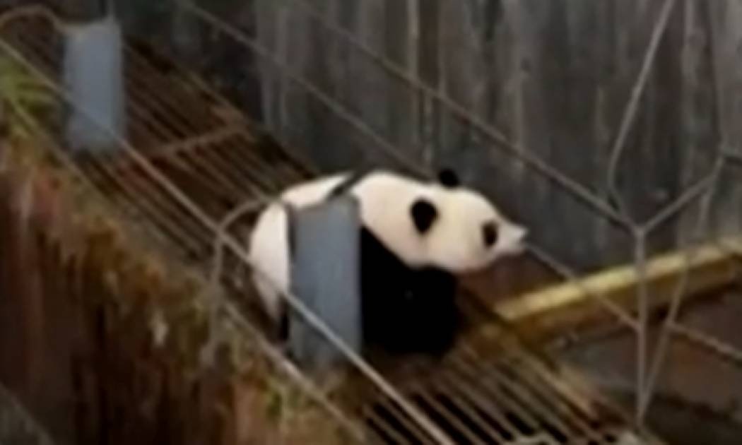 Επικίνδυνη αποστολή: Panda παγιδεύτηκε σε φράγμα
