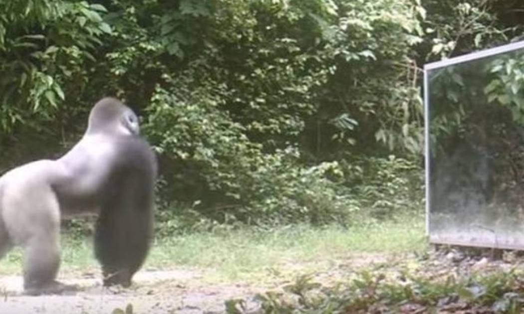 Πώς αντιδρούν άγρια ζώα της ζούγκλας στη θέα ενός καθρέφτη (vid)