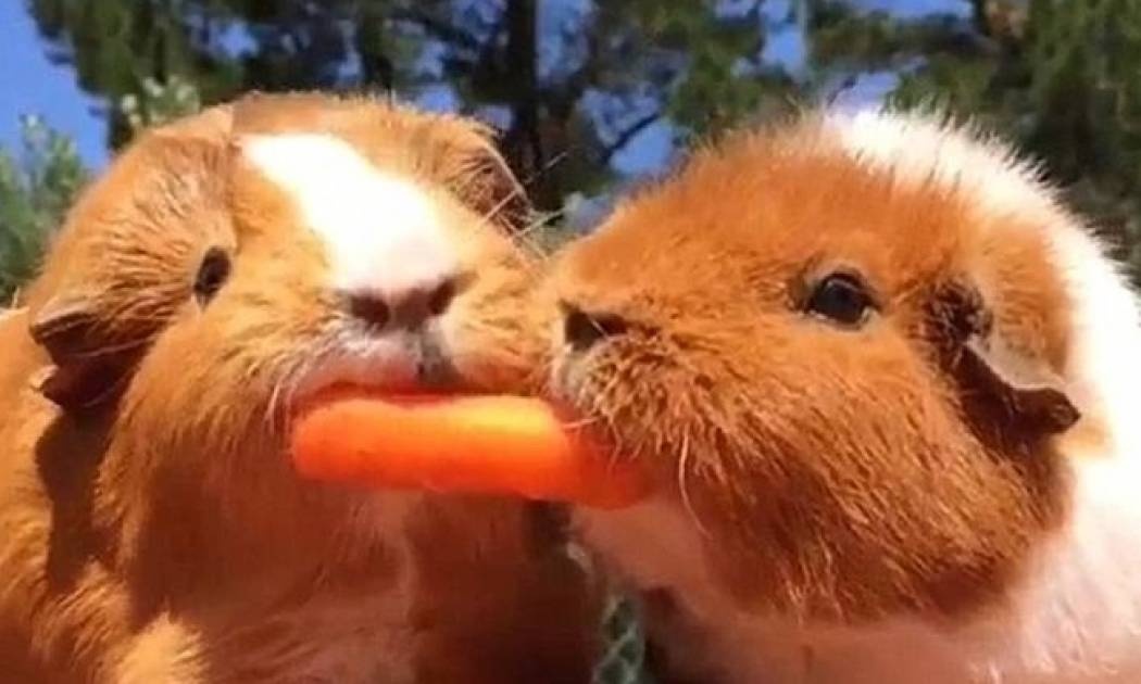 Αξιολάτρευτα ινδικά χοιρίδια τσακώνονται για ένα καρότο (vid)