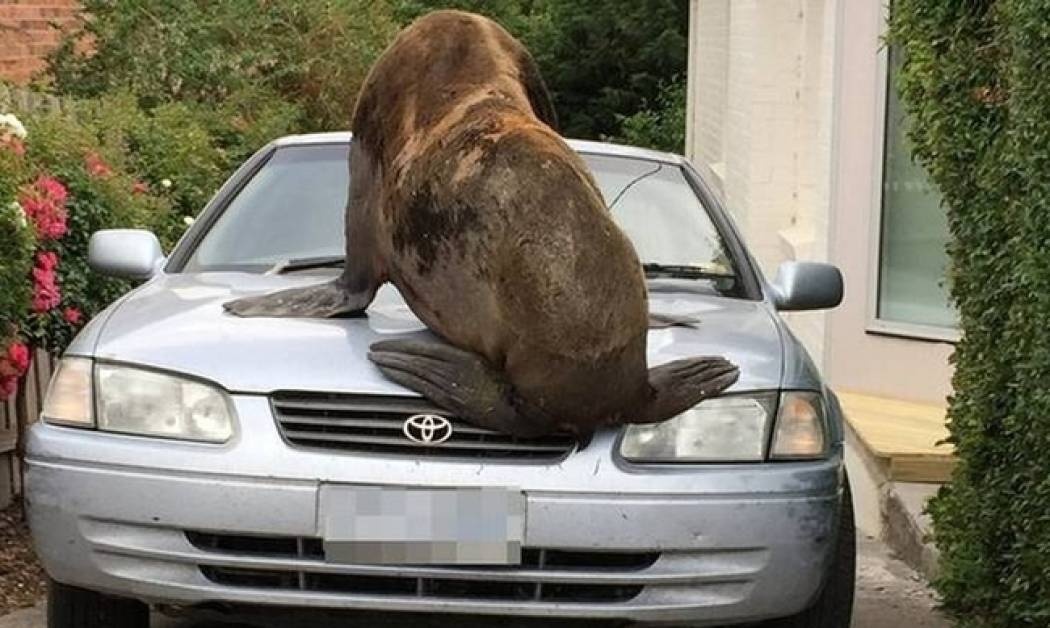 Γιγάντια φώκια αράζει σε καπό αυτοκινήτου στην Τασμανία