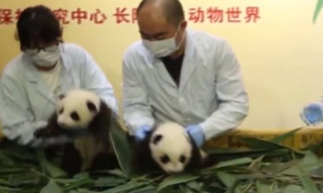 Θεαματικό ντεμπούτο δύο μωρών panda