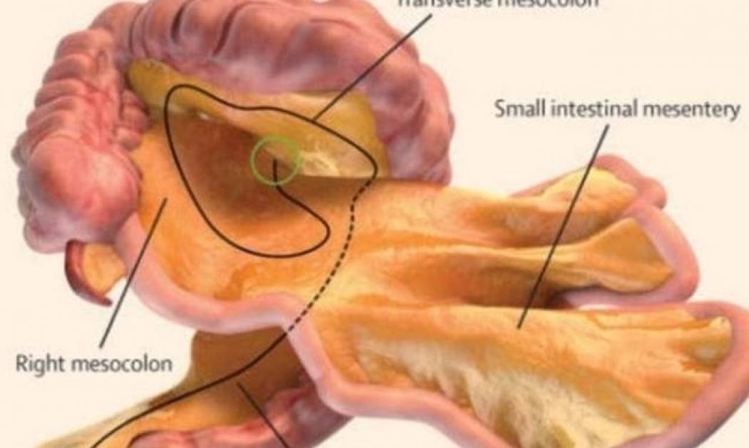 Απίστευτο: Ανακαλύφθηκε νέο όργανο μέσα στο ανθρώπινο σώμα!