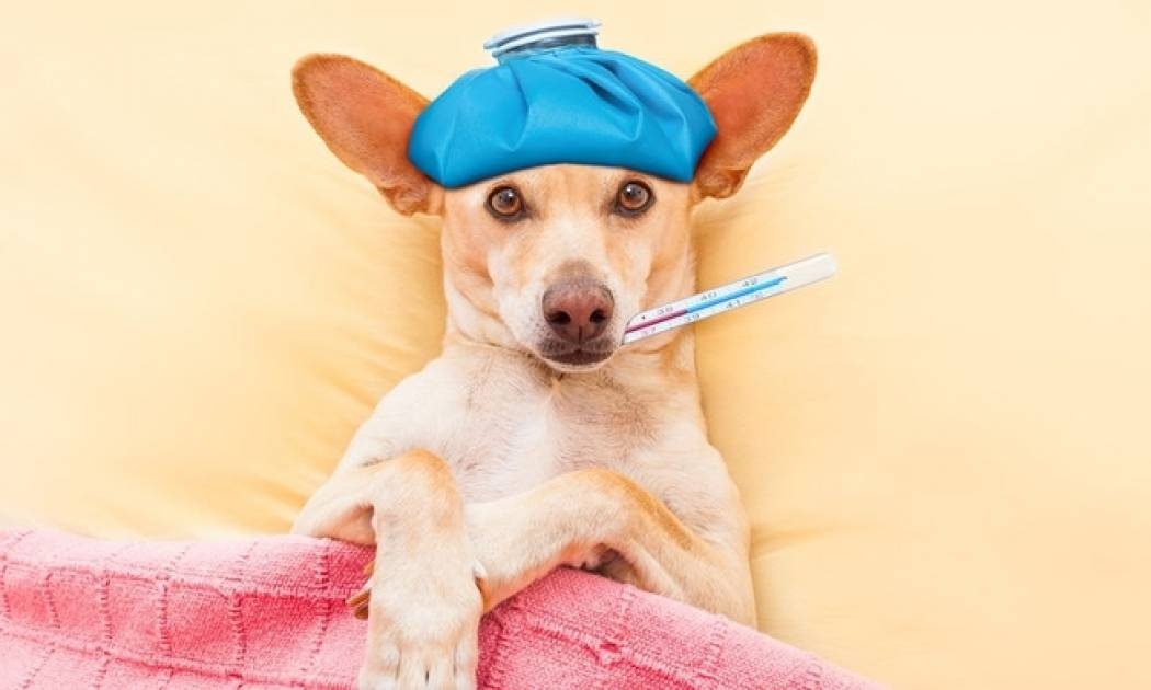 Πυρετός: Τι πρέπει να κάνετε και τι όχι - Πότε να συμβουλευτείτε γιατρό