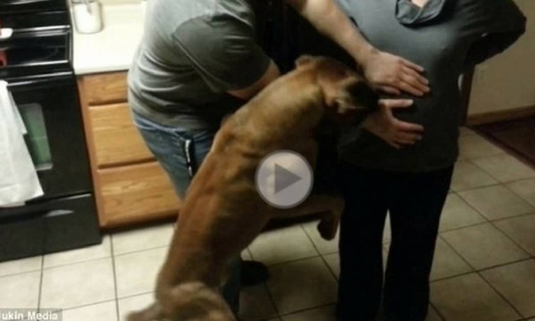 Σκύλος προστατεύει με σθένος την έγκυο ιδιοκτήτριά του!