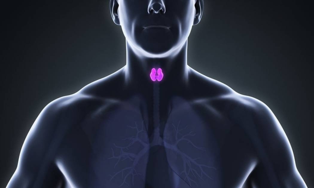 Φερριτίνη & σίδηρος: Ποια η σχέση τους με τον θυρεοειδή