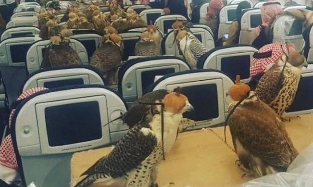 28.000 διαβατήρια για γεράκια στα Ηνωμένα Αραβικά Εμιράτα (pic)