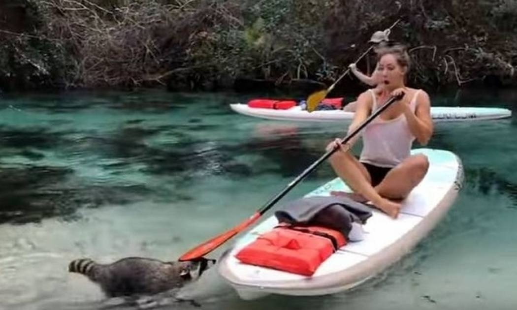 Μοντέλο VS Ρακούν: Αυτή τη μάχη ποιος θα την κερδίσει;  (Vid)