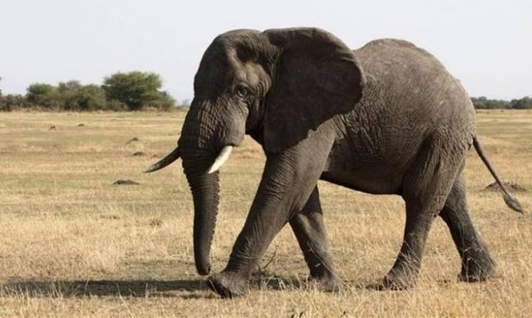 Οι ελέφαντες τρομάζουν από κάτι πολύ μικρότερο από ένα ποντίκι