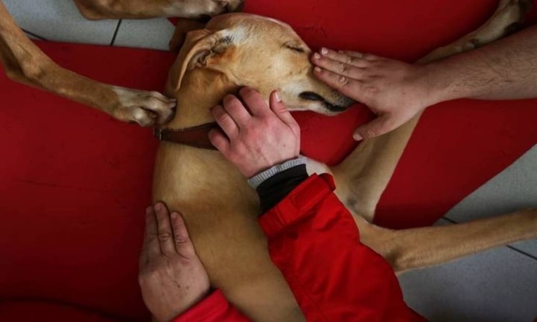 Η αγάπη των σκύλων «θεραπεύει» τα ψυχικά νοσήματα