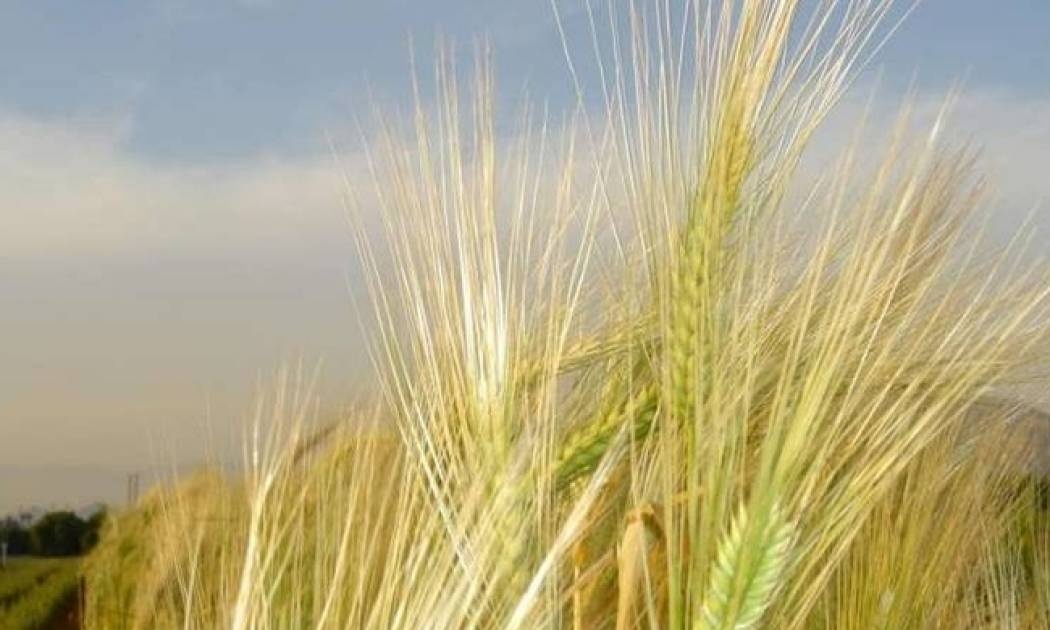 Διαβάστηκε το DNA του κριθαριού... και ίσως βελτιώσει τη γεύση του ουίσκι και της μπίρας