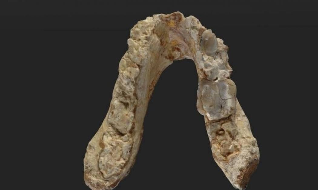 Graecopithecus: Ο πρόγονος του ανθρώπου ήταν Ευρωπαίος